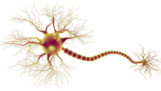 Neuron cell body with dendrites and axon with myelin sheath