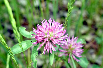 Fototapeta premium Red clover, also known as meadow clover, is a perennial herbaceous plant that belongs to the legume family.