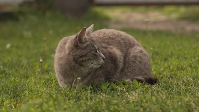 A beautiful grey cat is sitting on the green grass. The life of pets. A cat is comfortably resting on a lush lawn.