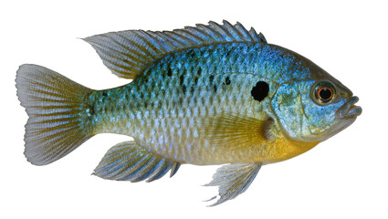 Bluegill sunfish with iridescent scales and black spot
