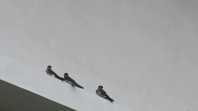 Pacific Swallows Perched on Building Canopy with Social Interaction, Vocal Communication, Wing Display and Coordinated Reactions, Palawan Philippines