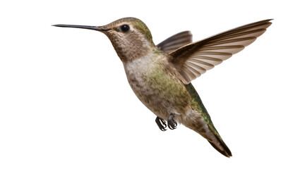 Obraz premium Hummingbird with outstretched wings in flight, green and brown feathers