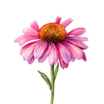 Echinacea Flower, watercolor illustration vector, isolated on a white background.