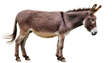Gray donkey standing profile view with white muzzle and dark mane © Antonio