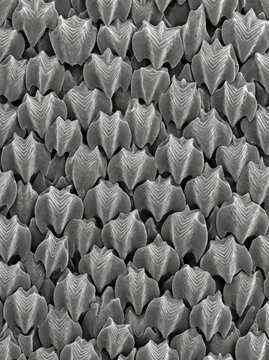 Shark skin denticle array SEM image showcasing intricate patterns and textures