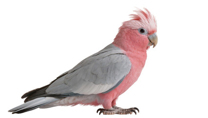Pink and grey galah cockatoo bird with crest © Nuria