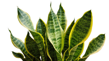 Sansevieria trifasciata plant with green and yellow variegated leaves © Nuria