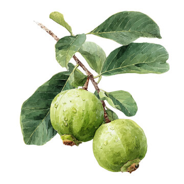 watercolor vector of Guava Tree, isolated on a white background.