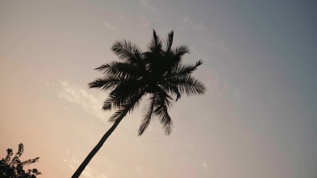 Single coconut palm tree silhouette gently swinging in the breeze against a beautiful, warm sunset sky, creating a serene and tropical atmosphere ideal for summer vacation concepts