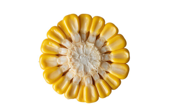 A single cross-section slice of a yellow corn cob showing the radial pattern of kernels and white core on a solid black background