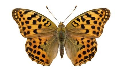 Orange and black spotted butterfly with detailed wings © Pablo
