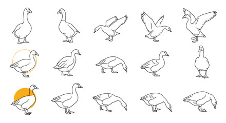 Obraz premium Sheet of black and white line art sketches depicting geese in multiple natural poses and movements for art.