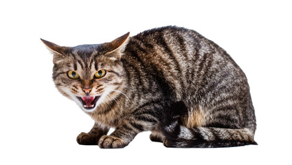 Tabby cat snarling with mouth open and sharp teeth visible © Pablo