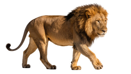 Majestic male lion with full mane walking confidently © Pablo