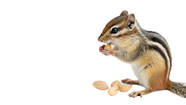 Cute small fluffy wild chipmunk animal sitting eating nuts peanuts isolated on transparent background
