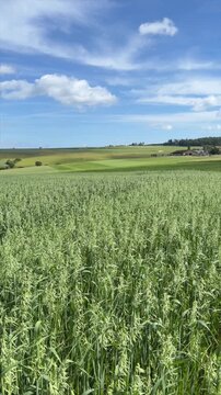 Green oat field under blue sky. Agricultural landscape with cereal crop harvest. Rural countryside view with rolling hills and farmland. Nature ecological food production footage