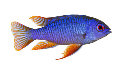 Fototapeta premium Vibrant blue fish with orange fins and red eyes