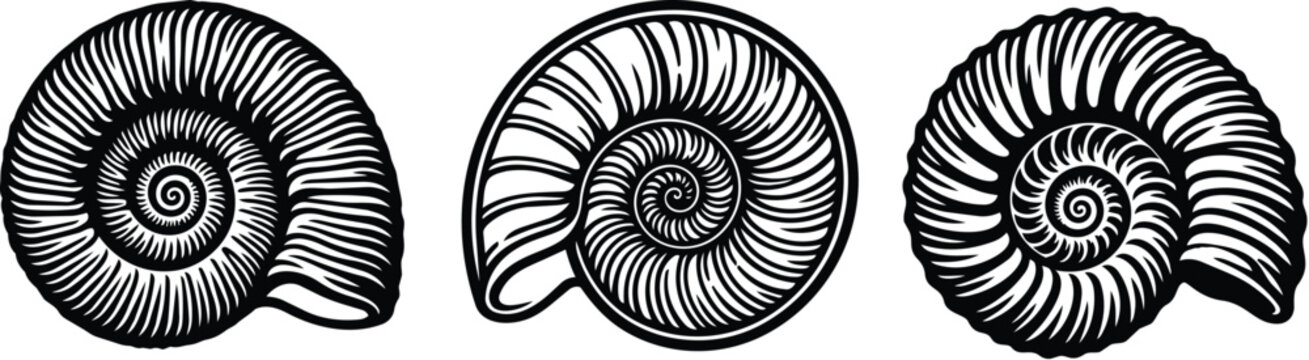 ammonite shells in black and white