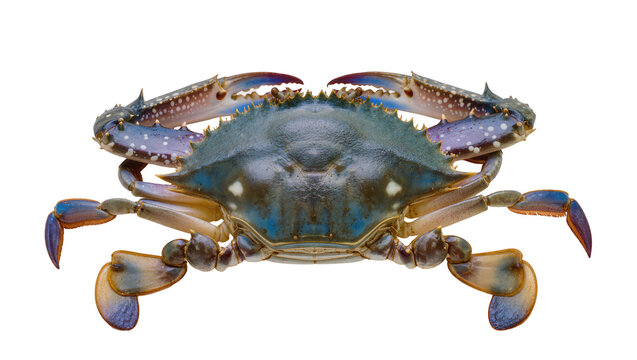 Blue crab with sharp claws and spotted shell