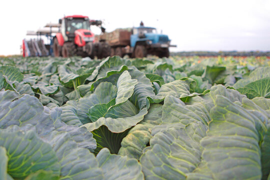 Cabbage harvest. Harvesting cabbage by farmers. Farming. Rows of white cabbage on the field. Tractors harvesting white cabbage. Transport is out of focus