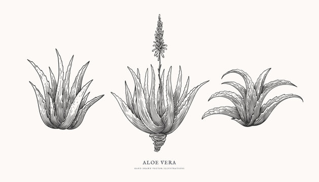 Set of hand-drawn aloe vera bushes in engraving style. Medicinal, cosmetic plant. Design element for cosmetics, medicine. Tropical plant on a light background isolated. Vector botanical illustration.