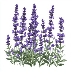 Fototapeta premium A vibrant display of purple lavender flowers in full bloom against a white background, showcasing their beauty and elegance.