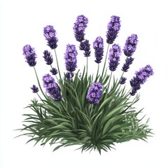 Obraz premium A vibrant cluster of lavender blooms, showcasing deep purple flowers and lush green foliage.