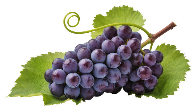 Dark purple grapes cluster with green leaves and vine