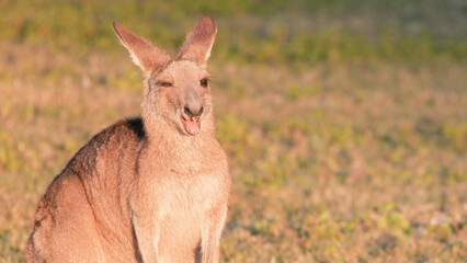 Kangaroo Joey Making a Funny Face in a Sunlit Field © blueringmedia
