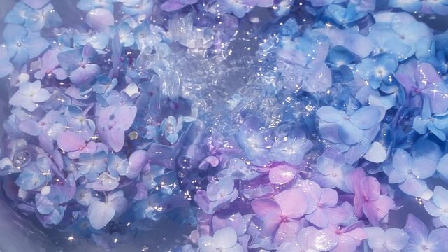 Pouring water on purple hydrangea flower petals 