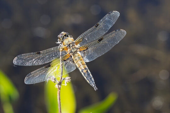Vierfleck (Libellula quadrimaculata) auf einer Sitzwarte