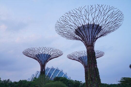 Low-angle view of Supertree Grove at Gardens by the Bay in Singapore