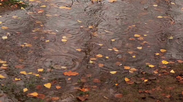 Raindrops creating ripples on surface of shallow puddle. Yellow and orange autumn leaves float. Bare tree branch reflections visible. Muddy ground and grass patches. Scene portrays rainy autumn day.
