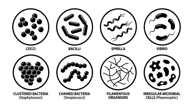 Set of various bacterial cell shapes and arrangements