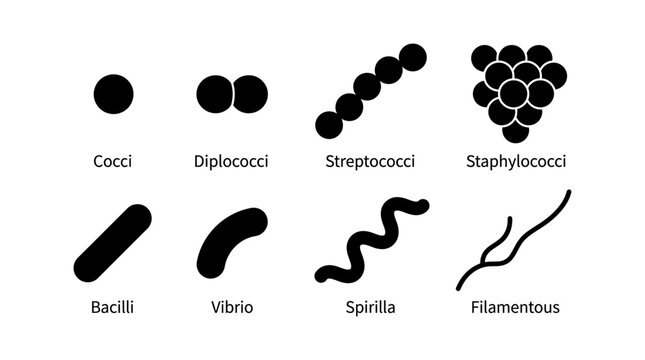 Set of different bacterial cell shapes and arrangements