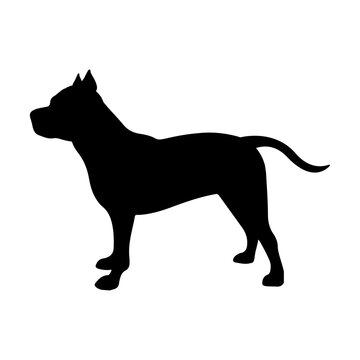 Pitbull dog svg cut file. Isolated vector illustration.