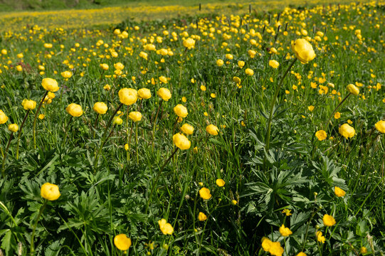 A vibrant green field filled with blooming yellow globeflower blossoms (Trollius europaeus) under bright summer sunlight.