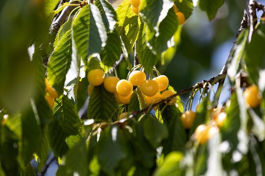 Ripe yellow cherries hanging on a cherry tree branch in summer sunlight, ready for harvest in an orchard and representing fresh seasonal fruit, healthy eating and agriculture.