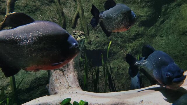 carnivorous red-bellied piranhas swimming in shoal inside large freshwater aquarium with rocks and aquatic plants, representing natural habitat amazon river.