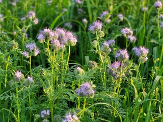 Obraz premium Natural crops of forage and honey grasses in a field, sustainable agricultural development