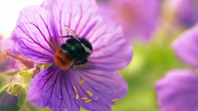 Red tailed bumble bee on a purple Geranium flower