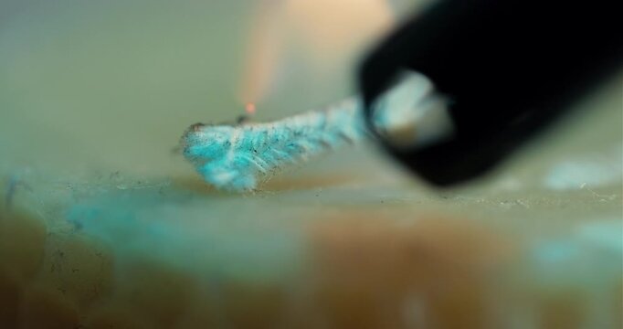 Extreme closeup of a white candle wick being ignited by a plasma arc lighter. Cinematic macro detail showing the combustion process and wax texture.