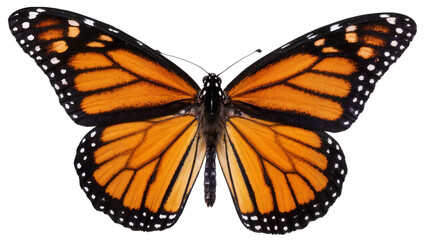 Monarch butterfly with orange black, and white wings © Paula