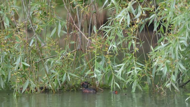A horned grebe swims in the lake. Close-up. Rare bird. IUCN Red List