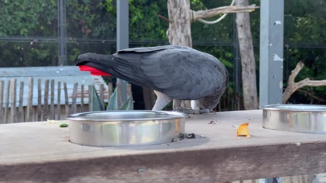 African grey parrot eating from a steel feeding bowl at a Paris zoo aviary. The intelligent psittacus erithacus displays its distinctive grey plumage, vivid red tail and yellow eye