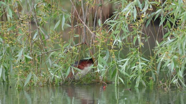 A horned grebe swims in the lake. Close-up. Rare bird. IUCN Red List