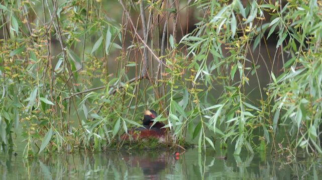 A horned grebe swims in the lake. Close-up. Rare bird. IUCN Red List