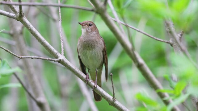 A close-up of a singing Thrush nightingale