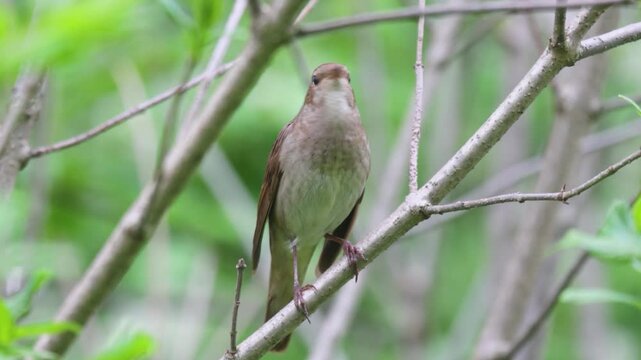 A close-up of a singing Thrush nightingale
