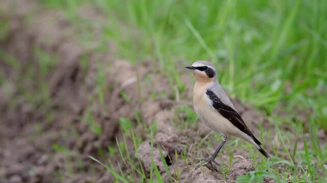 Northern wheatear sits on a grass. Close up